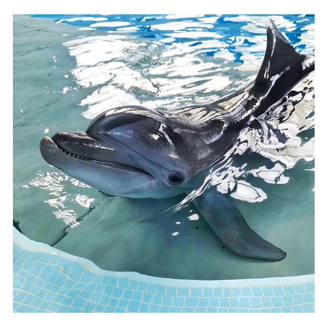 Дельфинарий в Новосибирске